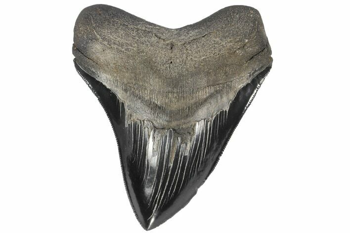 Serrated, Fossil Megalodon Tooth - Georgia #86270